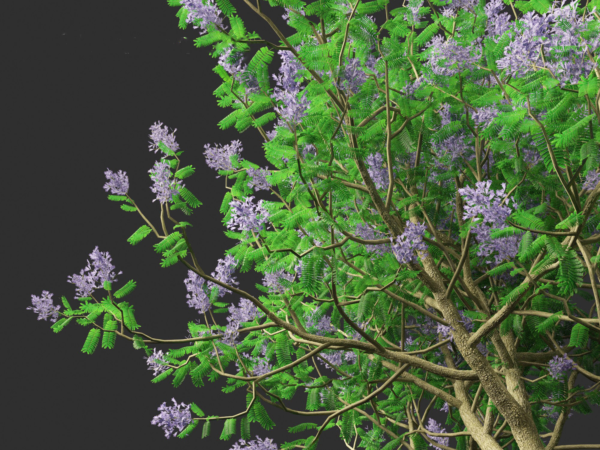 Jacaranda mimosifolia - Jacaranda 3D model_10