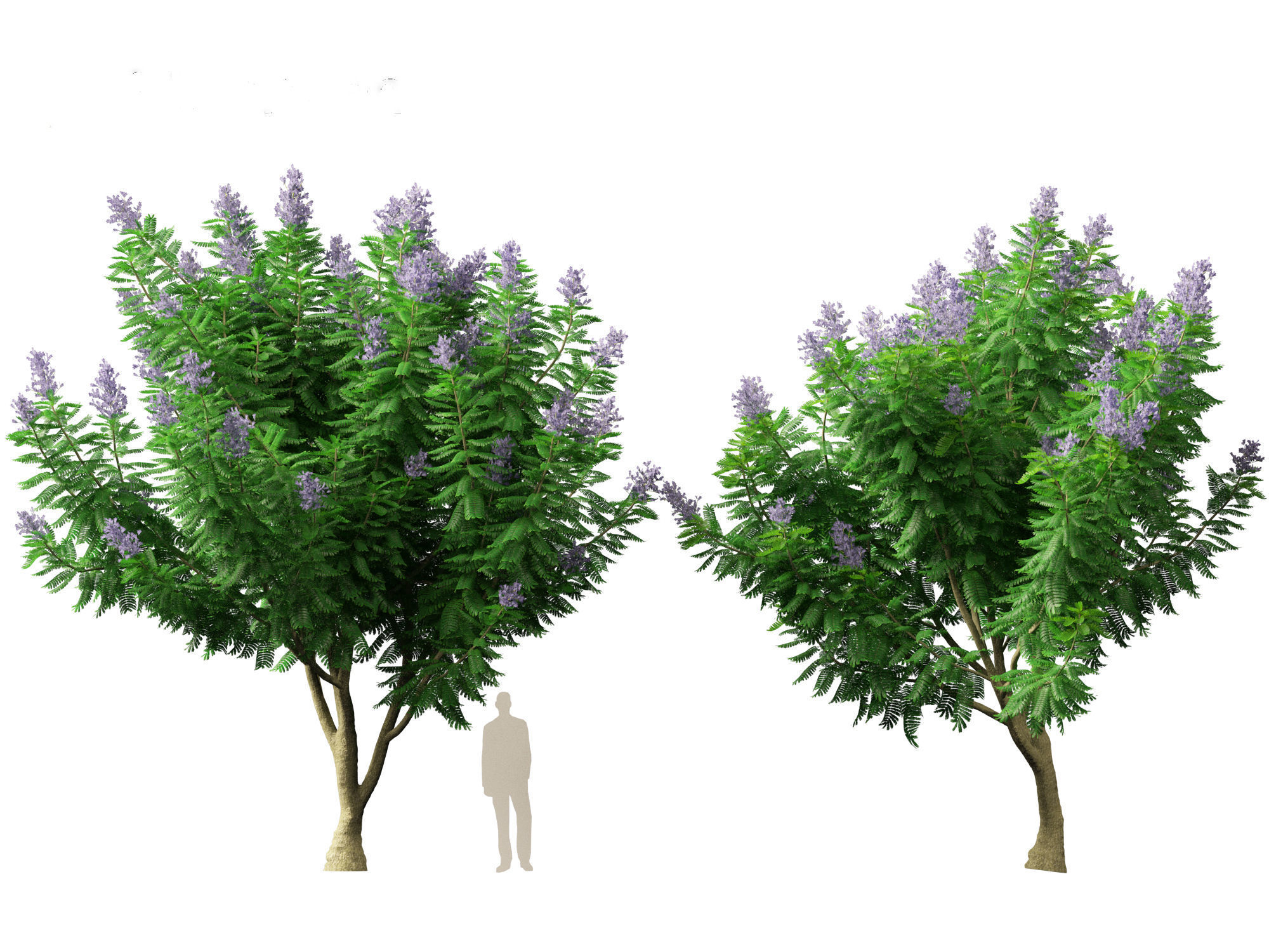 Jacaranda mimosifolia - Jacaranda 3D model_11