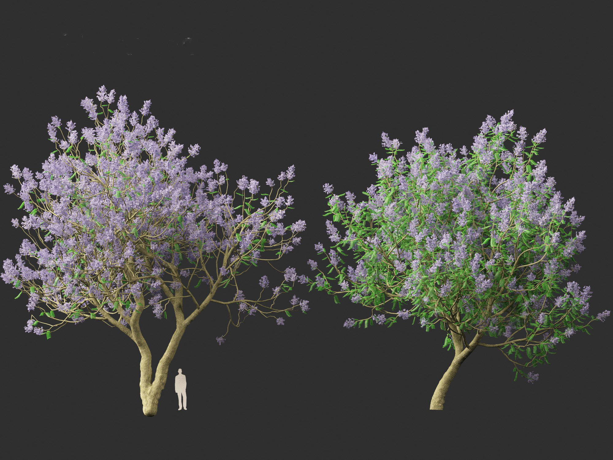 Jacaranda mimosifolia - Jacaranda 3D model_13