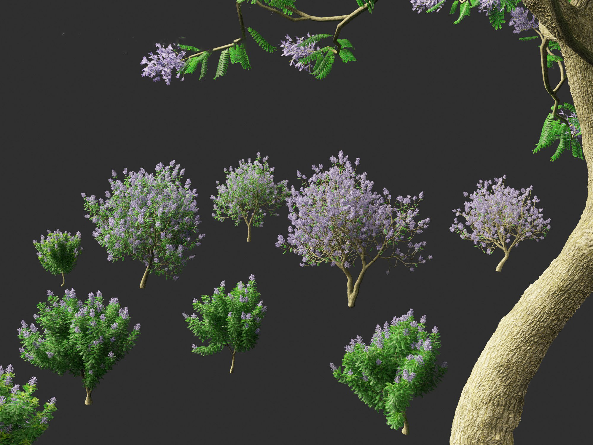 Jacaranda mimosifolia - Jacaranda 3D model_1