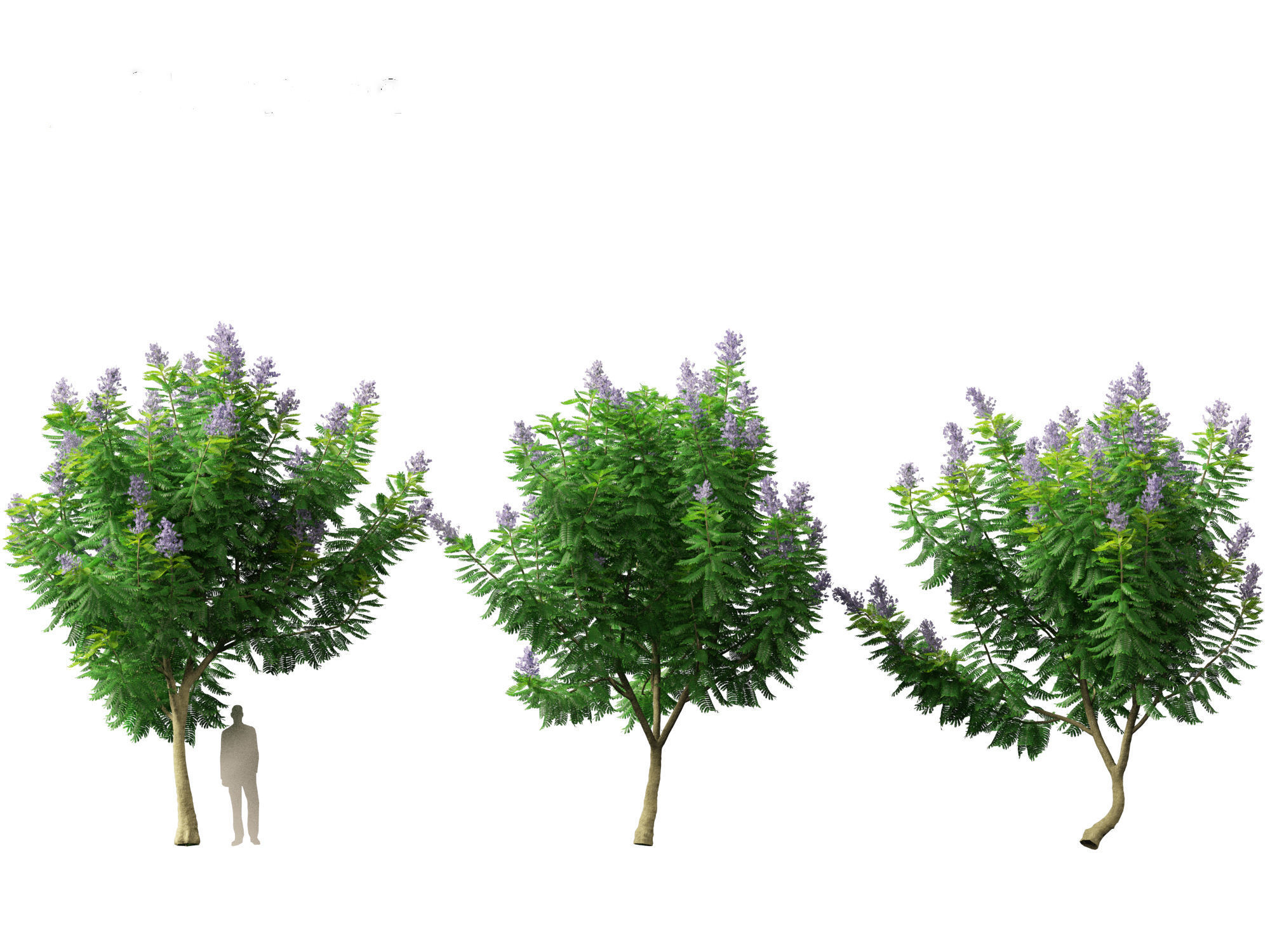Jacaranda mimosifolia - Jacaranda 3D model_8