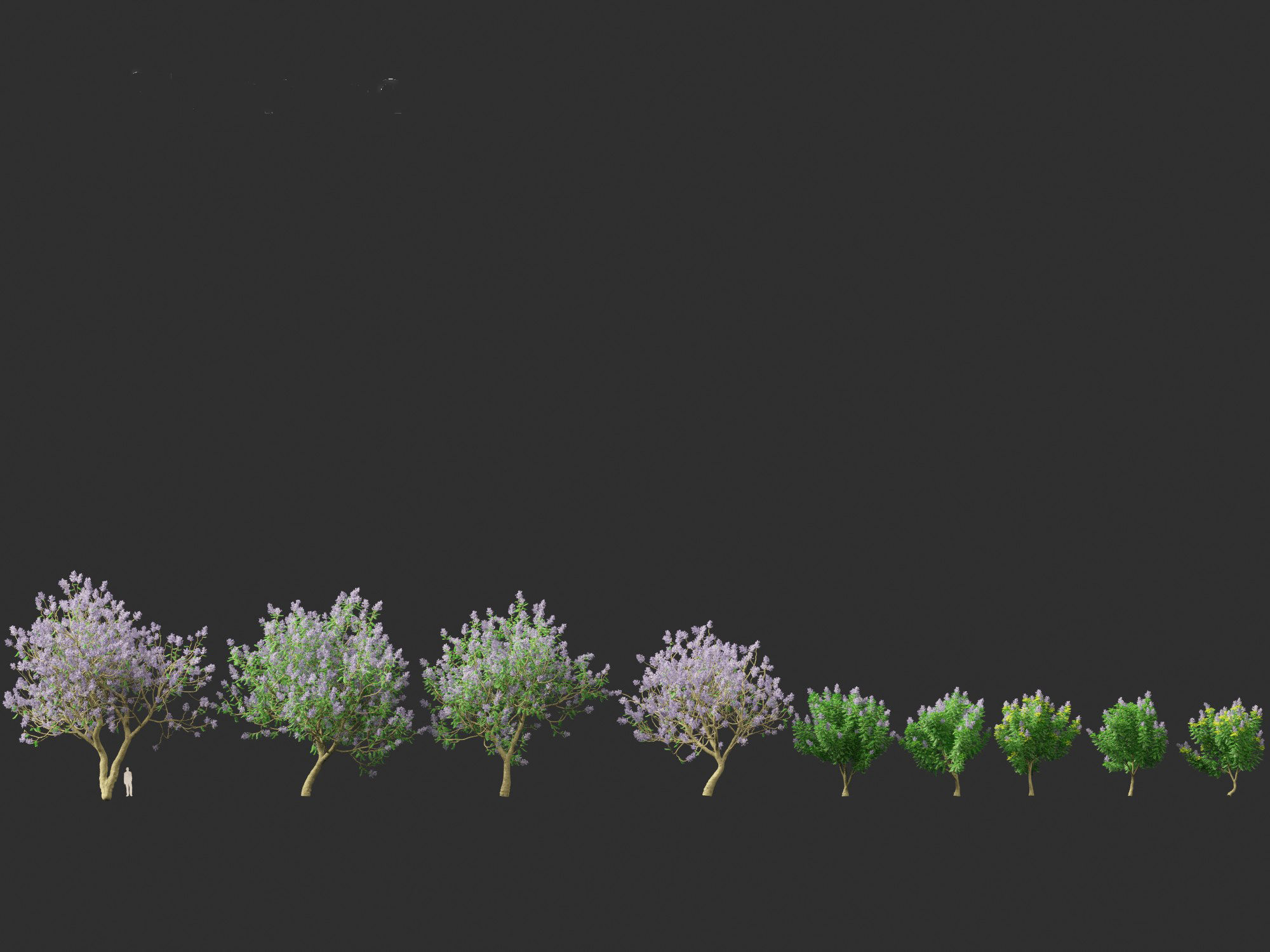 Jacaranda mimosifolia - Jacaranda 3D model_3