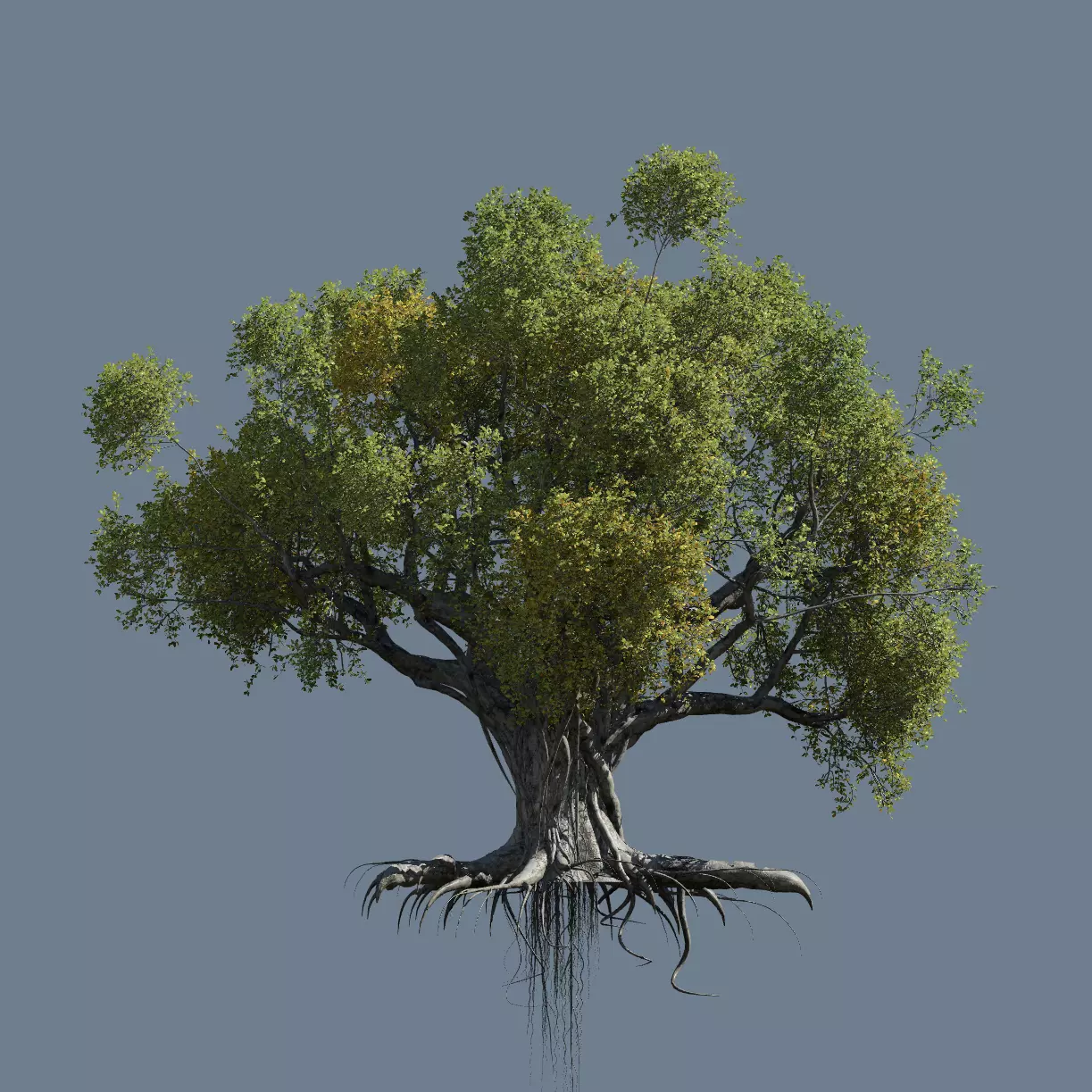 High quality Large banyan tree 07 3D model_0