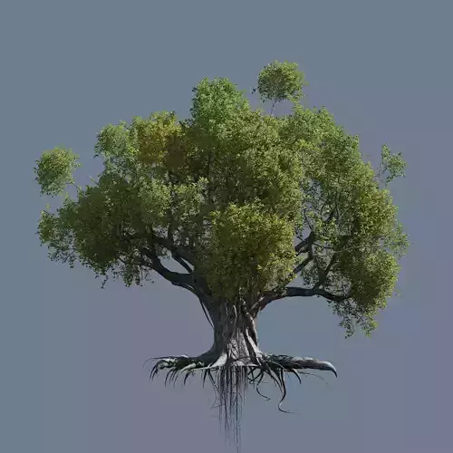High quality Large banyan tree 07 3D model