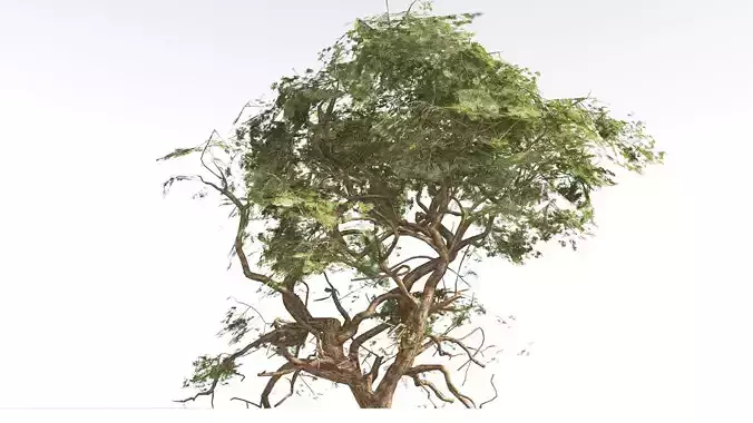 EVERYPlant Utah Juniper LowPoly 4 --16 Models-- Low-poly 3D model