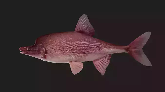 Carp fish Low-poly 3D model
