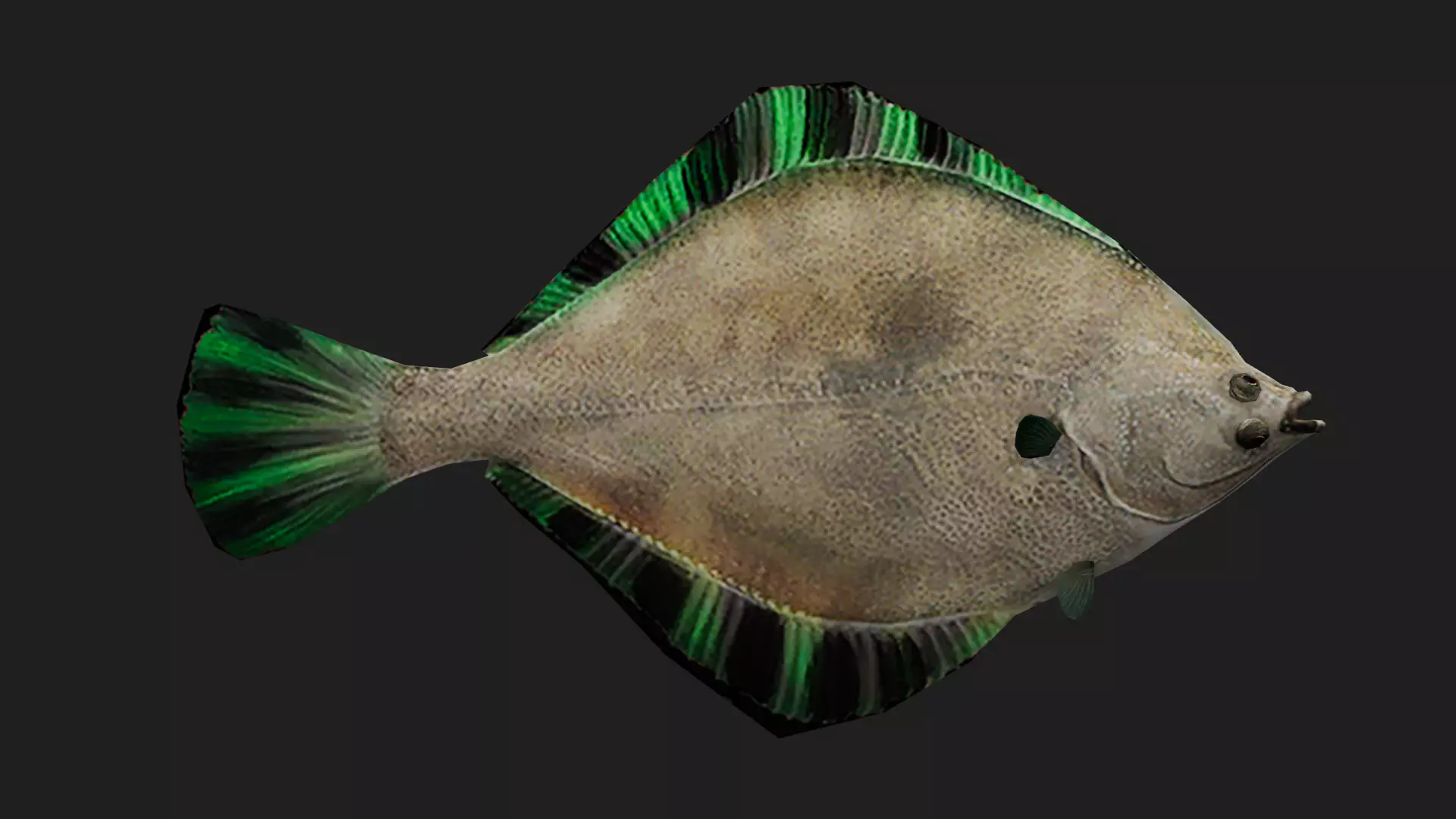 Flatfish Low-poly 3D model_0