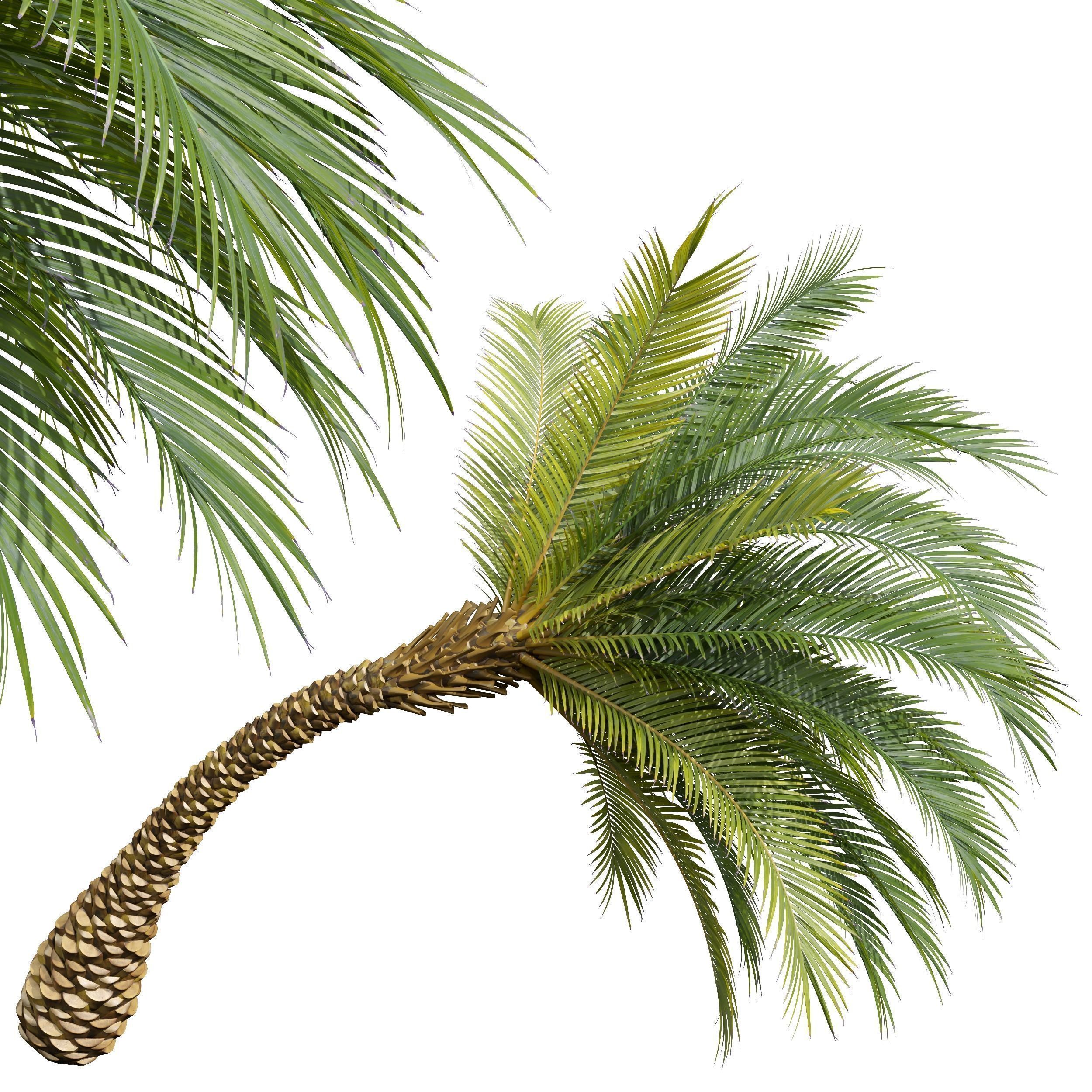  6 Different SETS of Tree SET VOL34 3D Model Collection_14