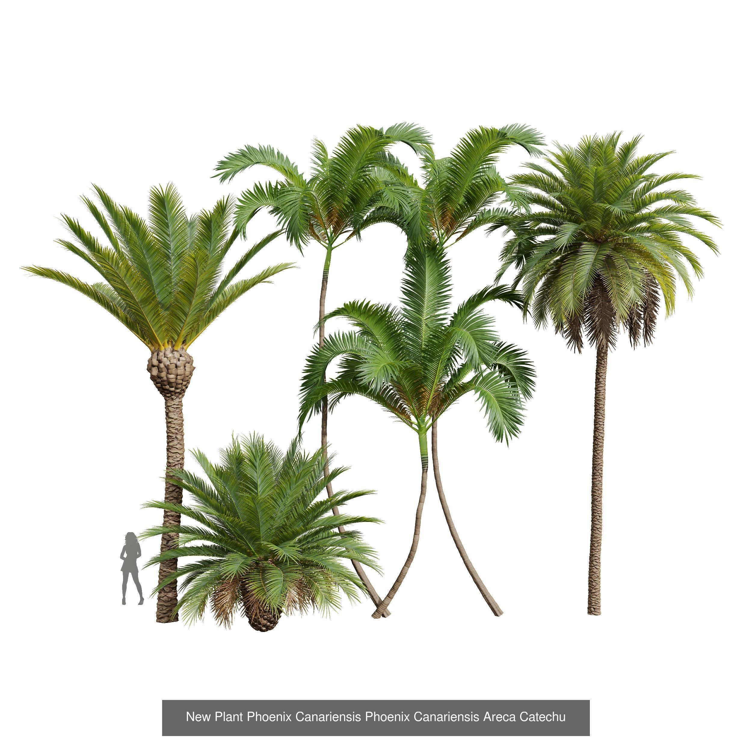  6 Different SETS of Tree SET VOL34 3D Model Collection_6