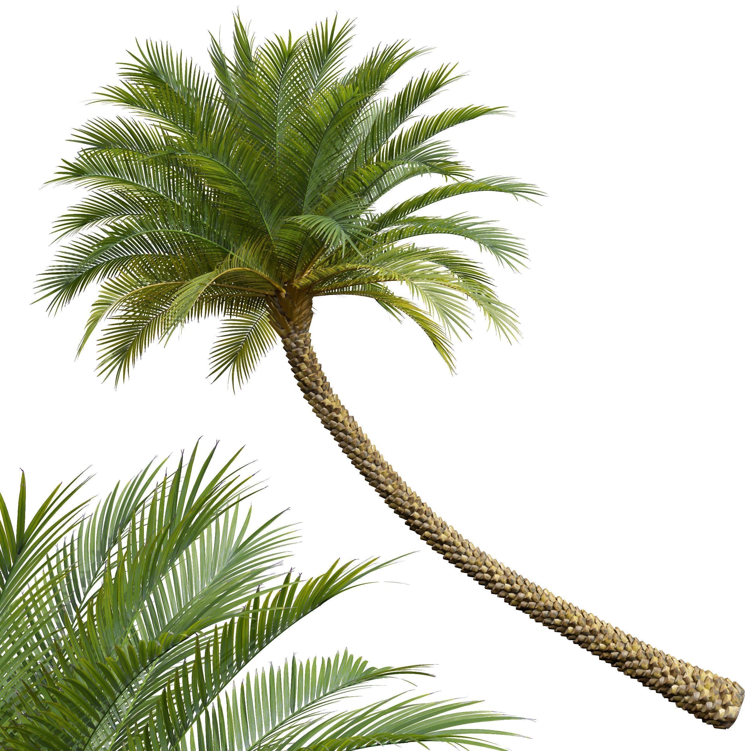  6 Different SETS of Tree SET VOL34 3D Model Collection_8