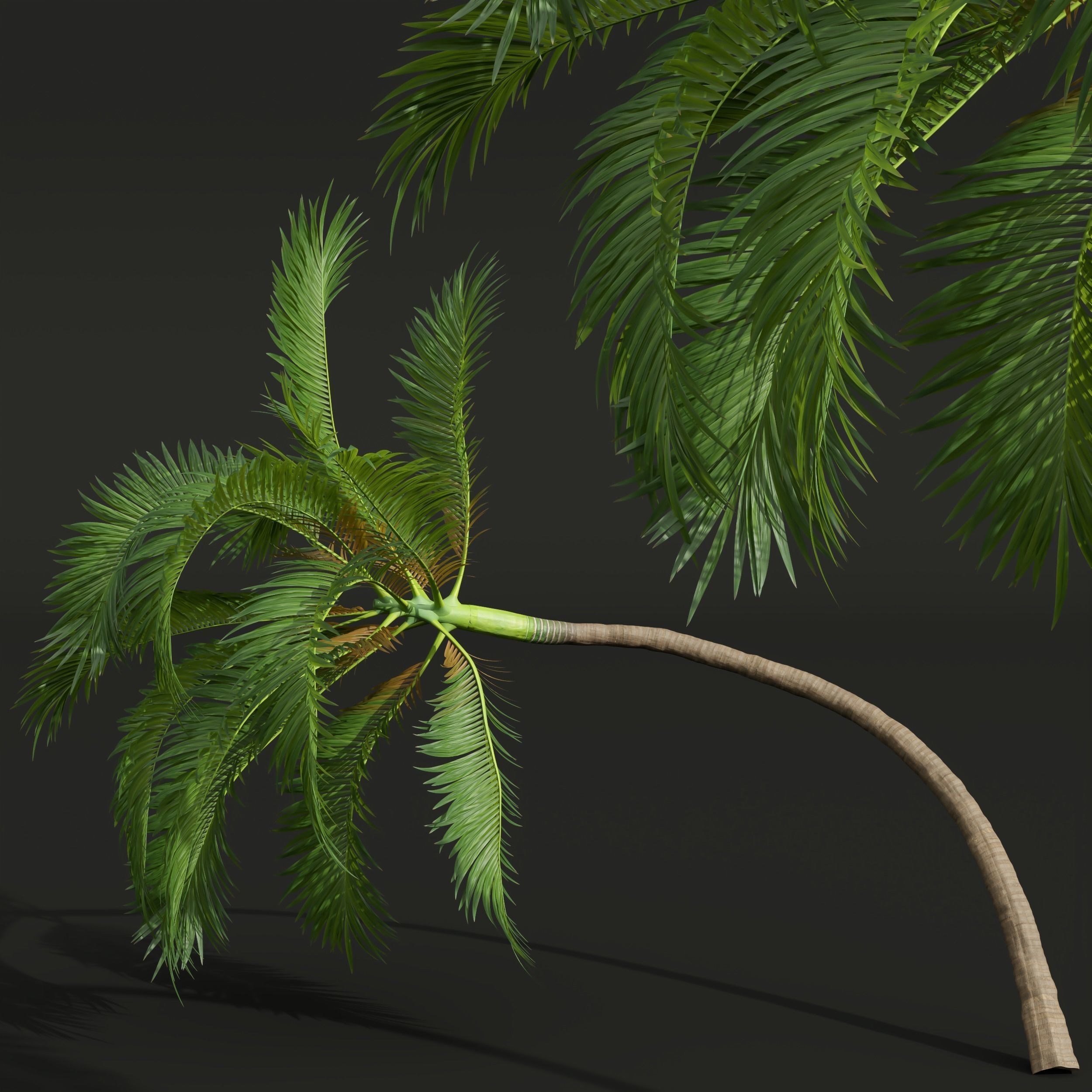  6 Different SETS of Tree SET VOL34 3D Model Collection_24