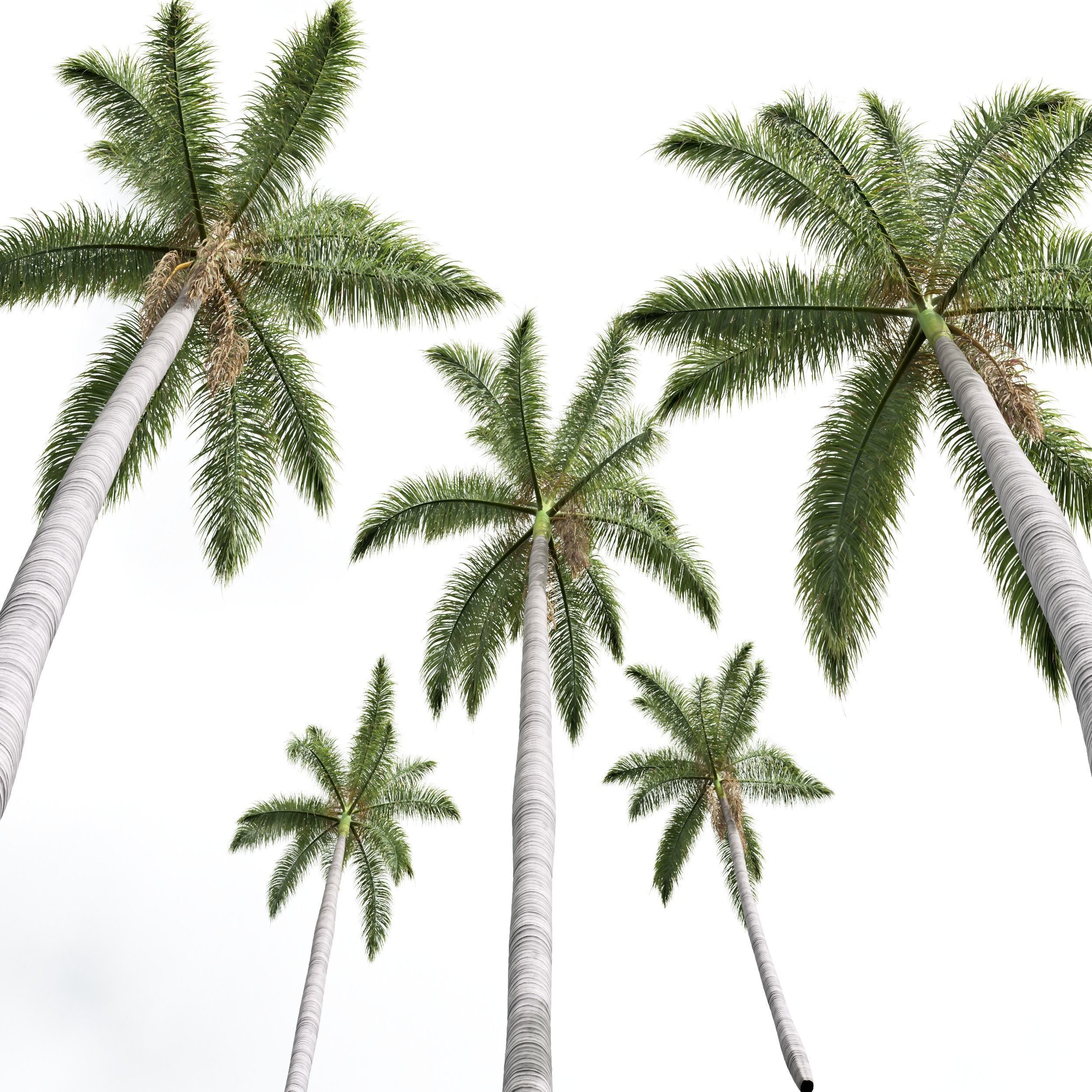  6 Different SETS of Tree SET VOL34 3D Model Collection_13