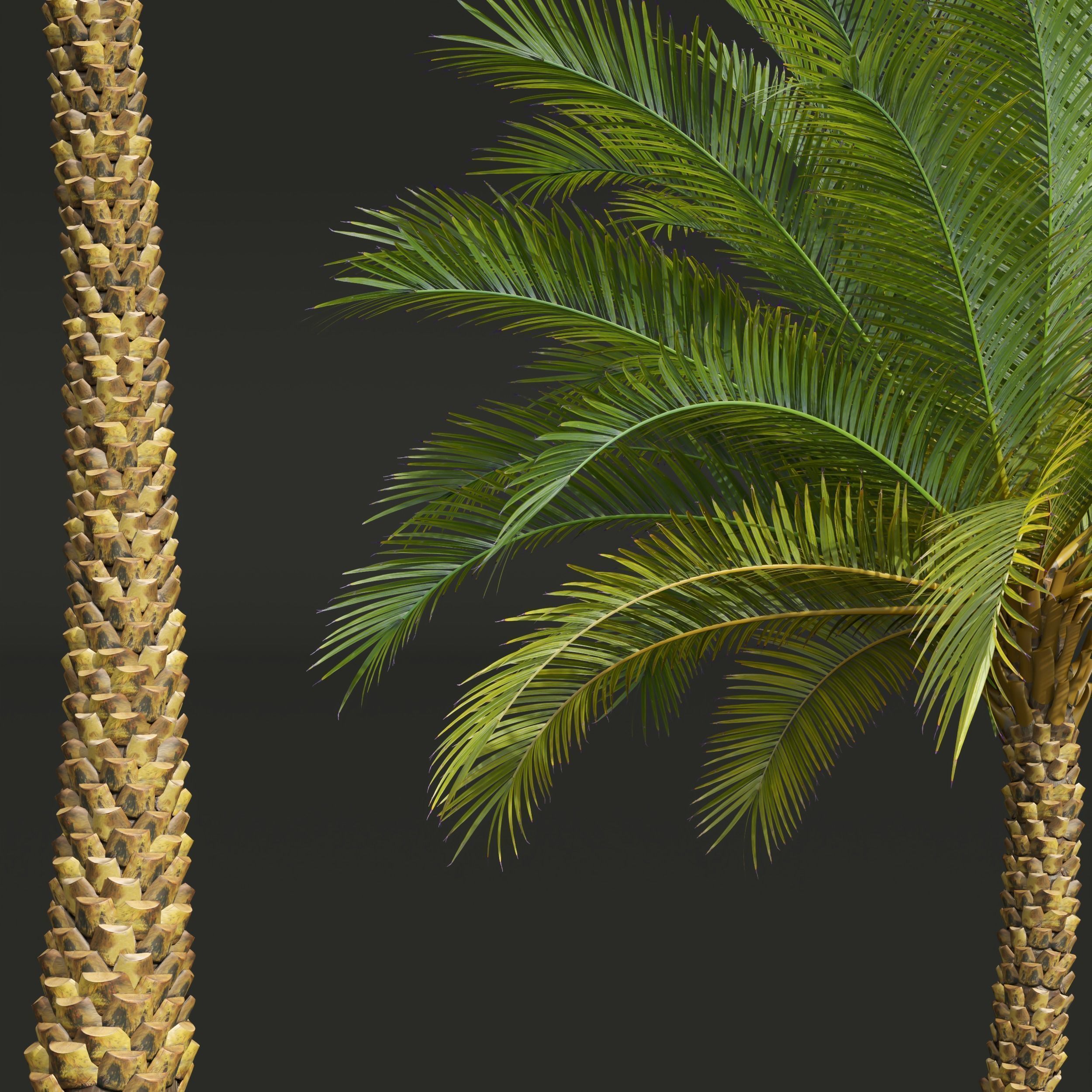  6 Different SETS of Tree SET VOL34 3D Model Collection_22