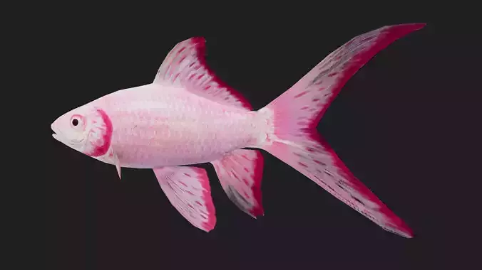 Carp fish Low-poly 3D model