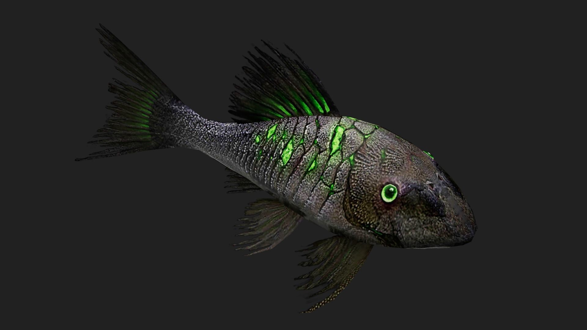 Panaque Low-poly 3D model_4