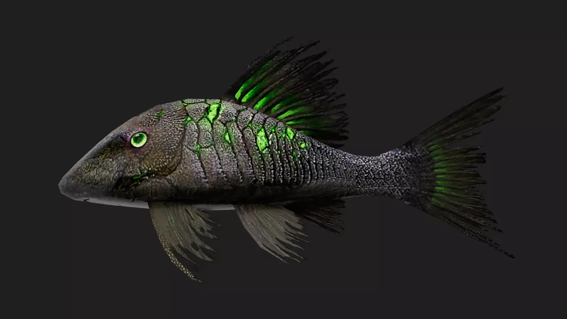 Panaque Low-poly 3D model_0