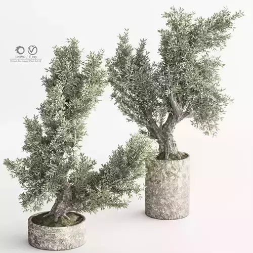 Bonsai And Indoor Plant Set 50