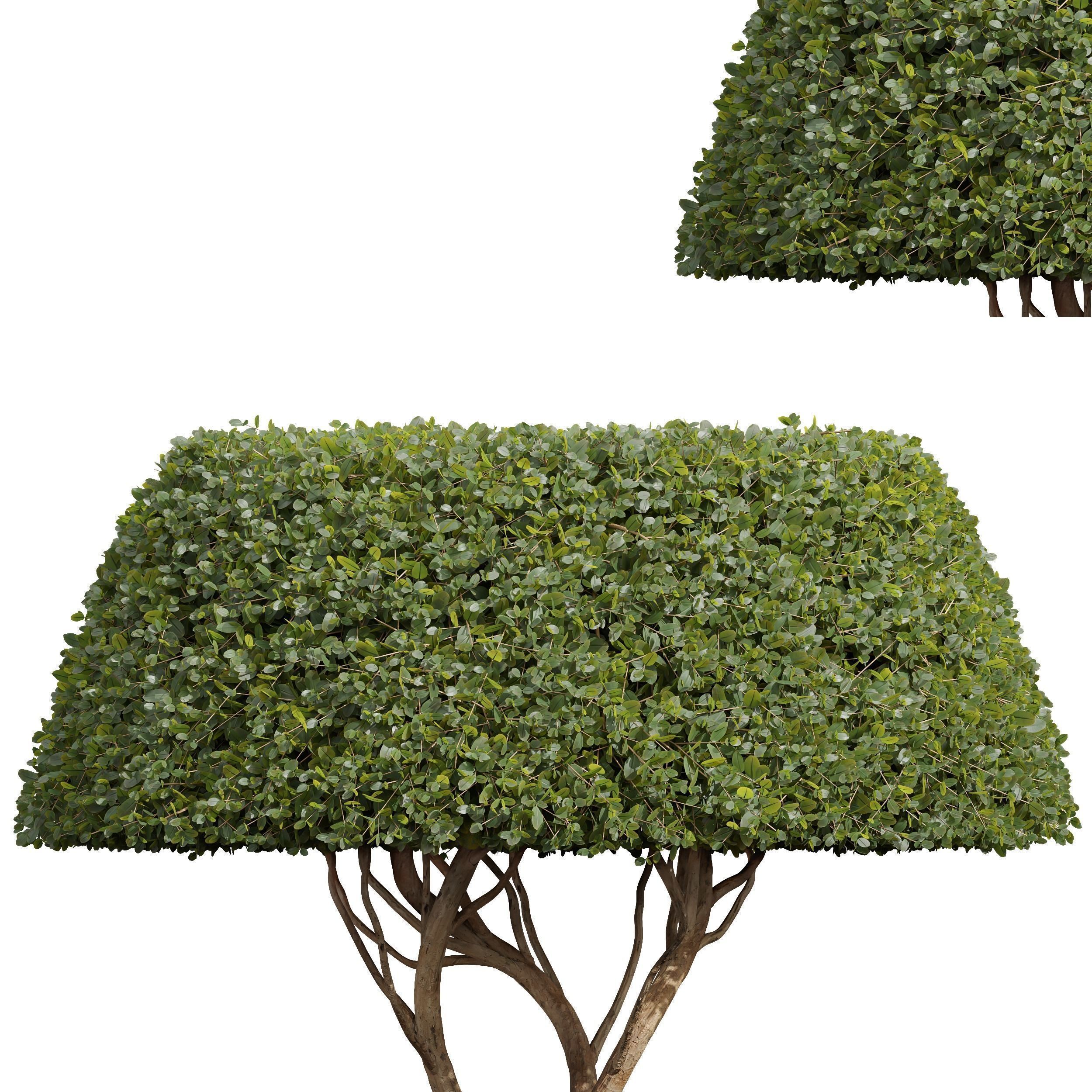 6 Different SETS of Bush SET VOL36 3D Model Collection_10