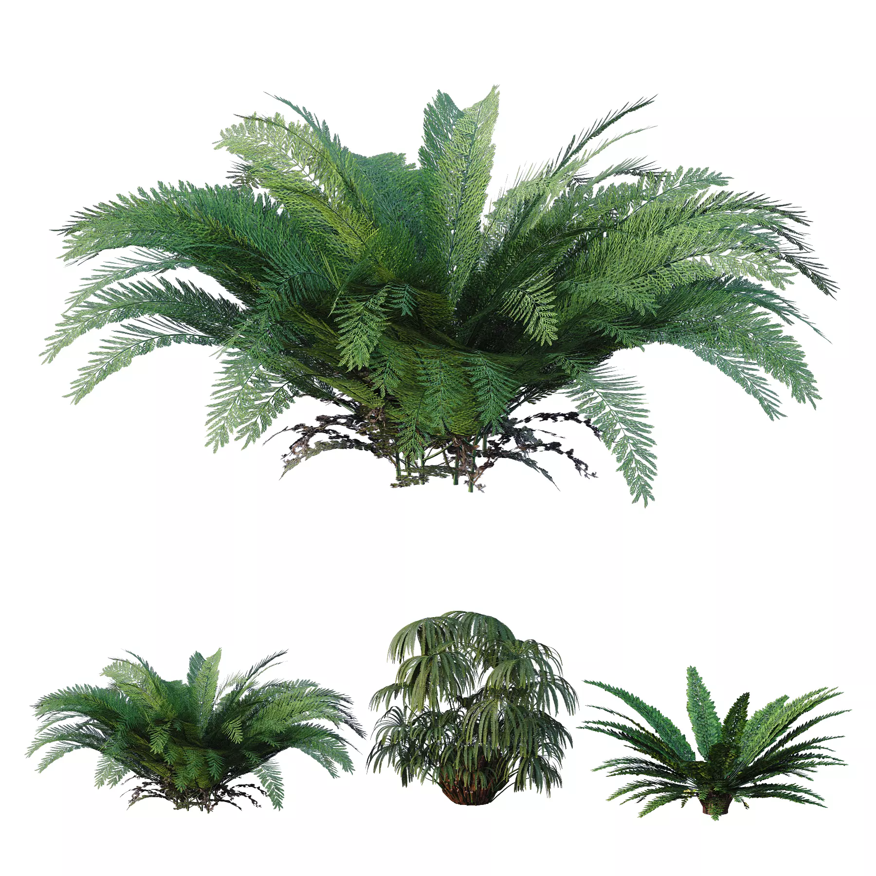 Forest lawn Iron Fern Matonia Pectinata spleenwort Asplenium 3D model