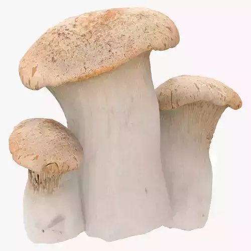 King Trumpet Mushroom