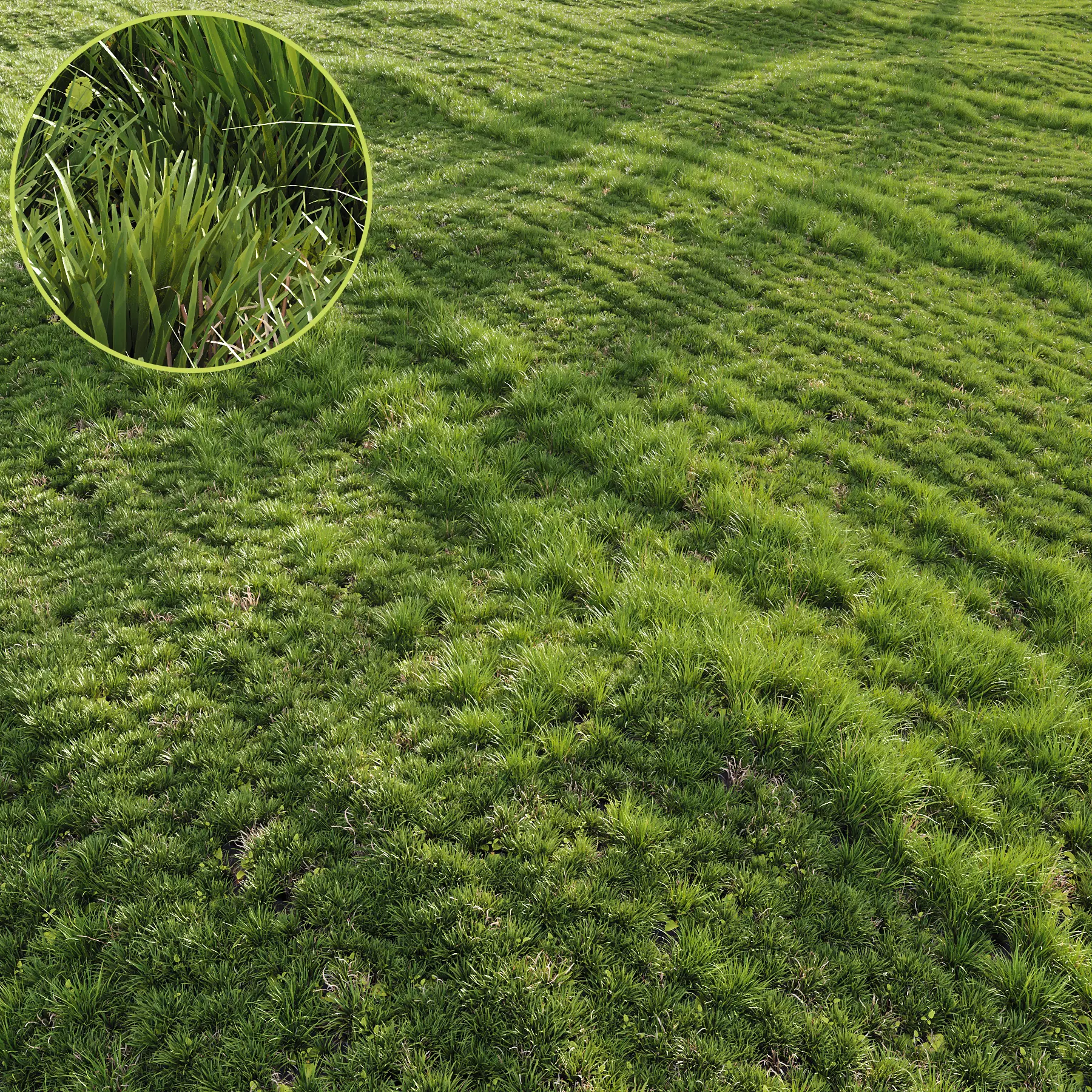 HQ Grass Agricultural Field 3D model_0