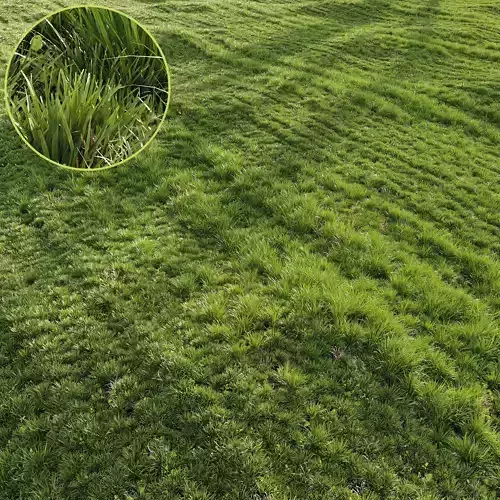 HQ Grass Agricultural Field