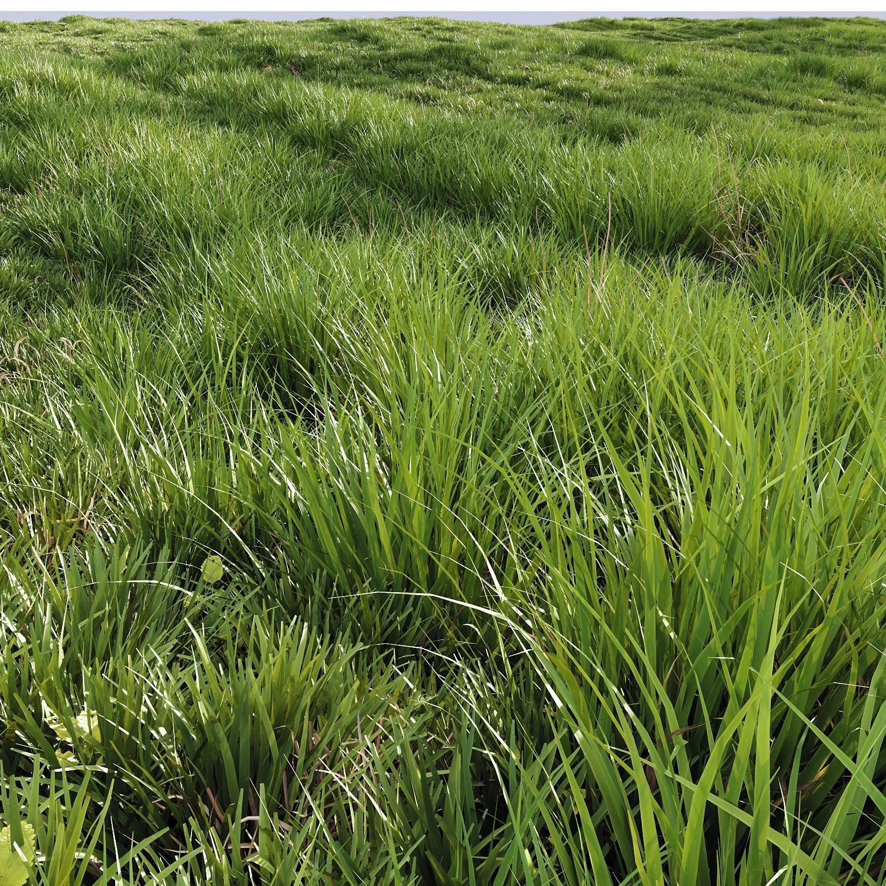 HQ Grass Agricultural Field 3D model_1