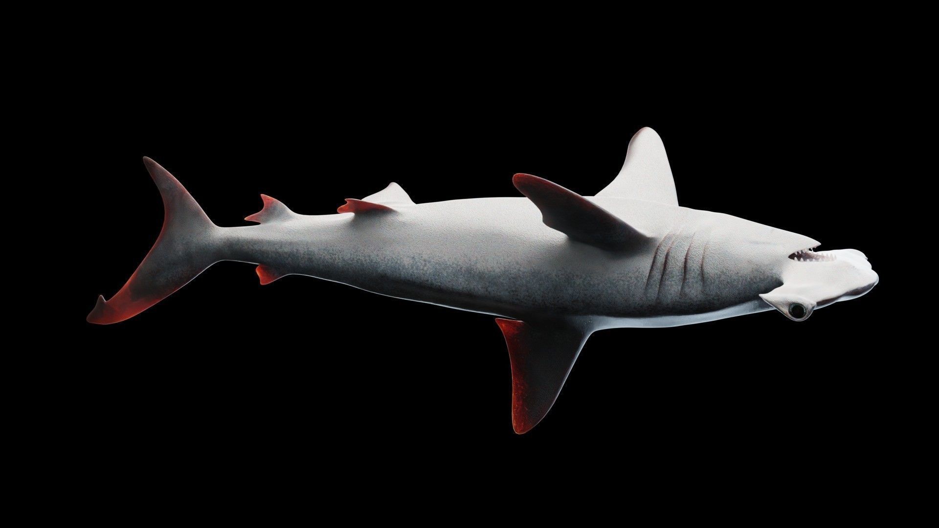 Hammerhead Shark Low-poly 3D model_6
