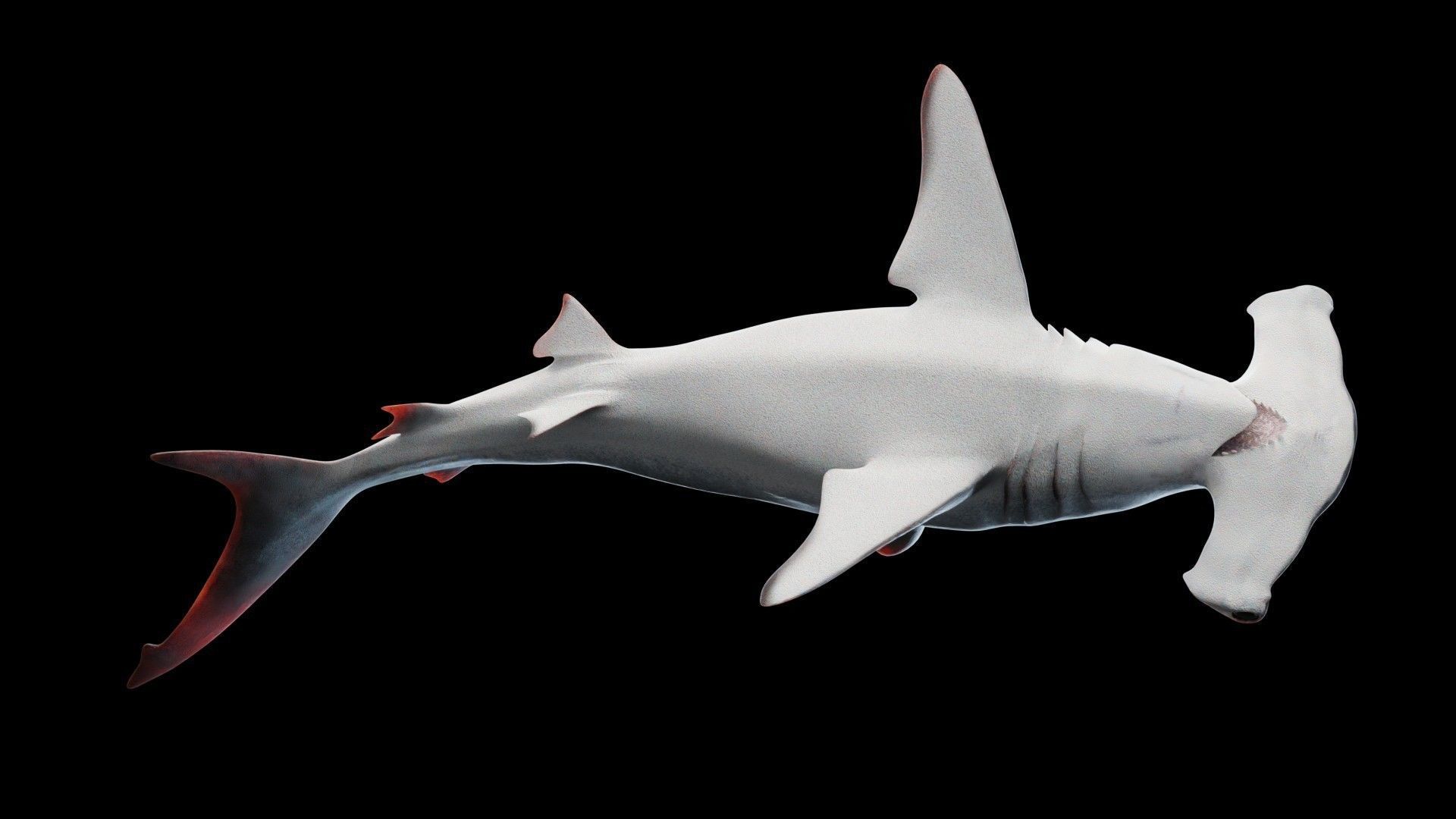Hammerhead Shark Low-poly 3D model_7