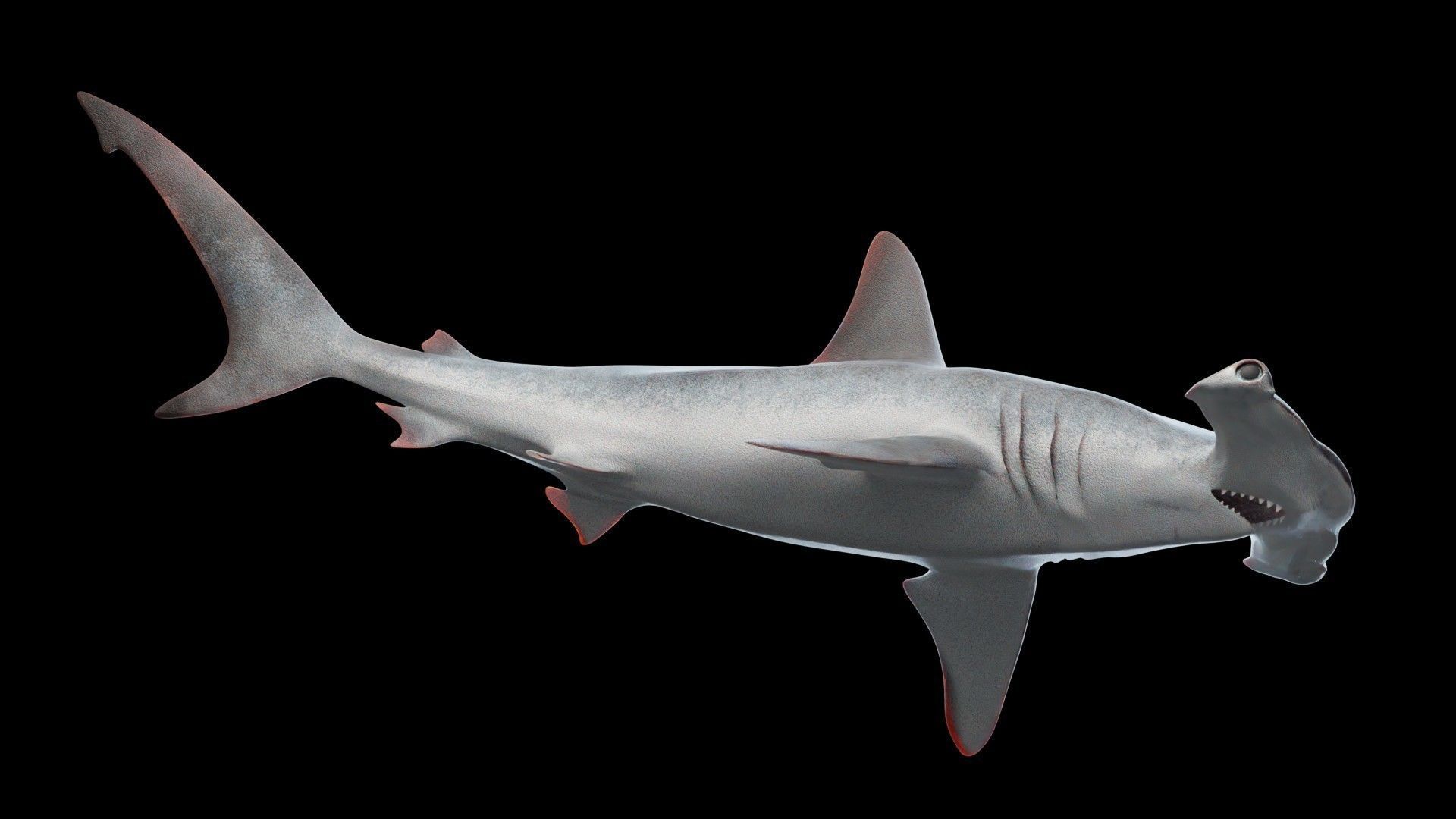 Hammerhead Shark Low-poly 3D model_9
