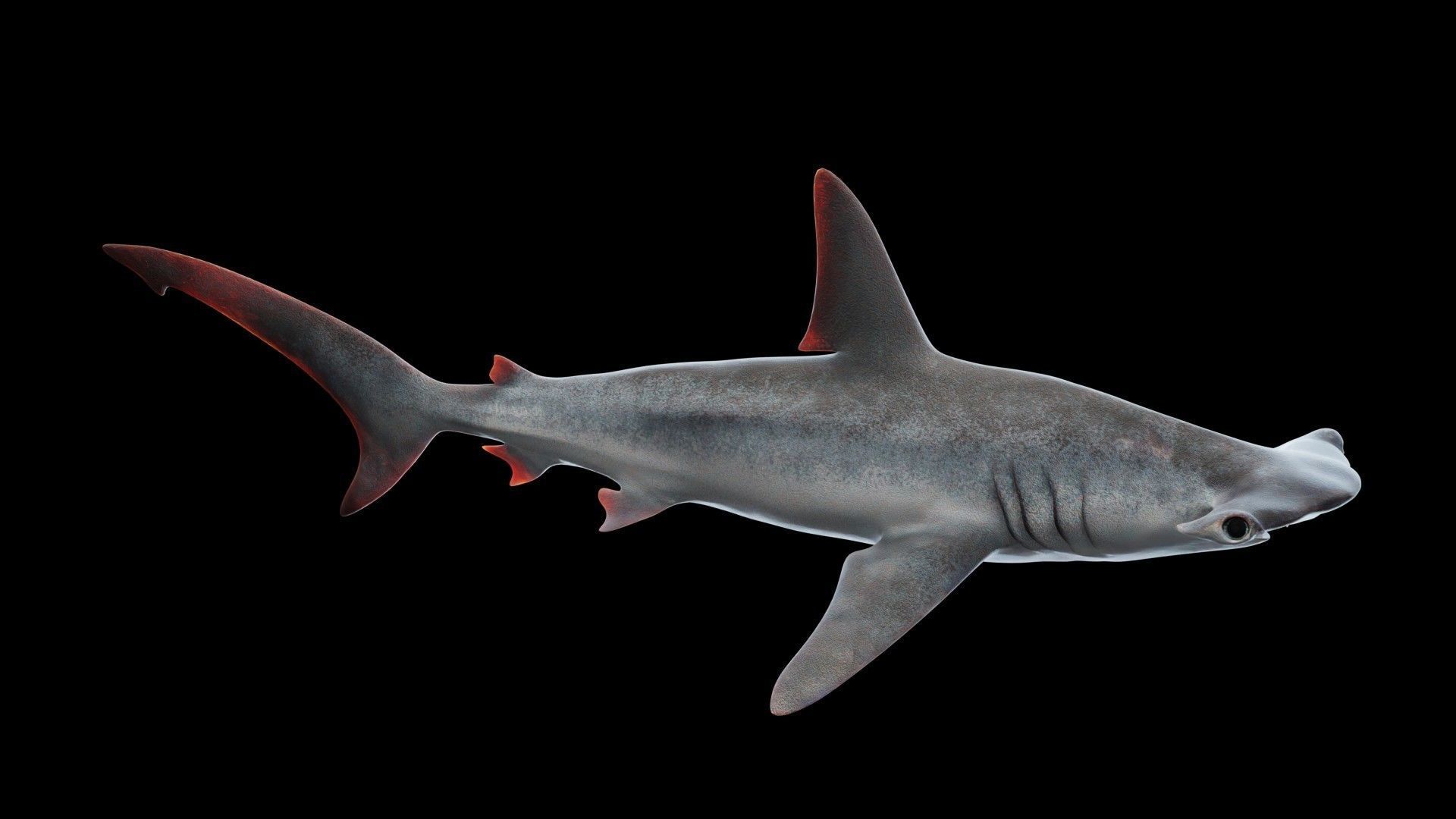 Hammerhead Shark Low-poly 3D model_2