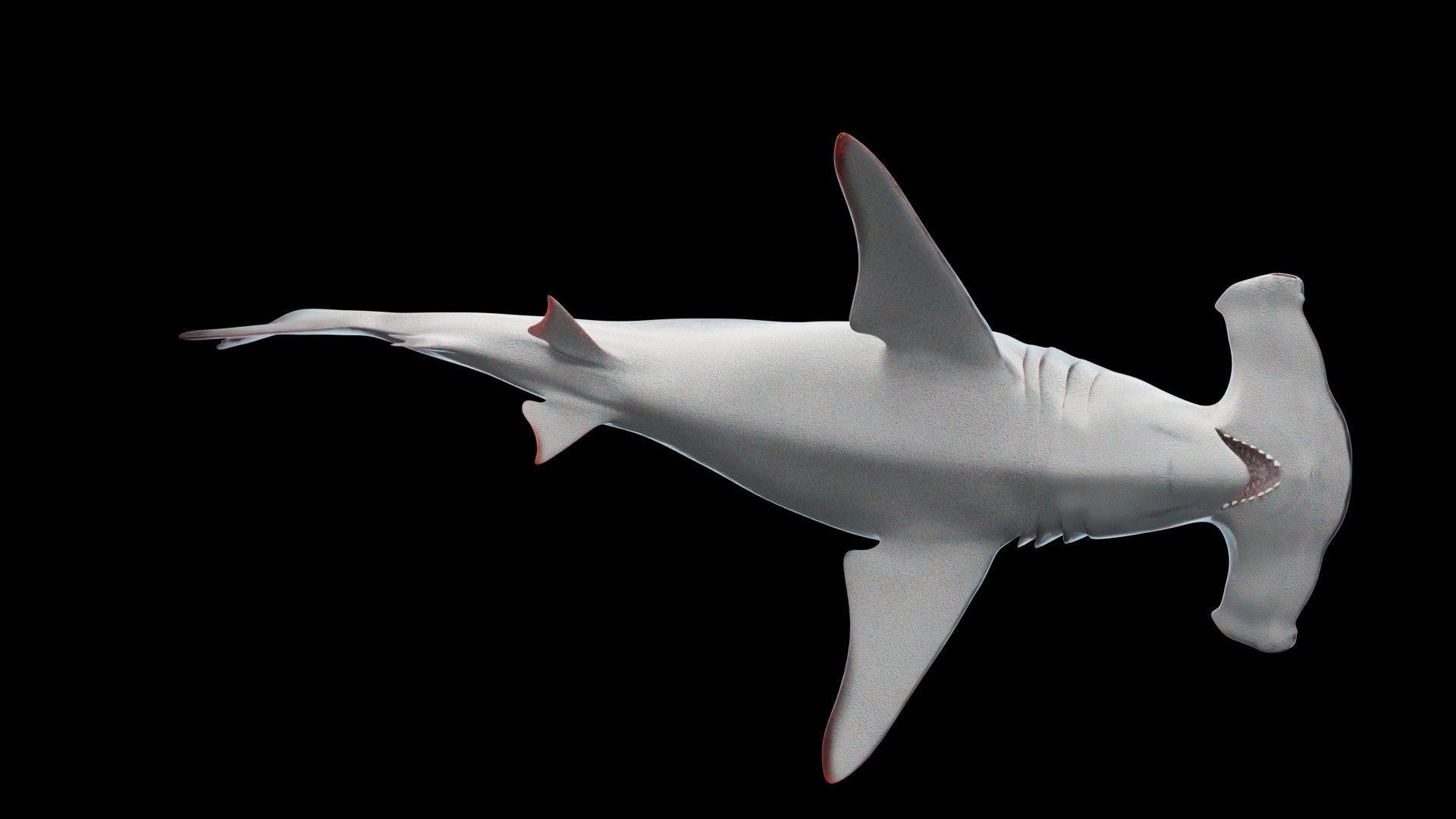 Hammerhead Shark Low-poly 3D model_8