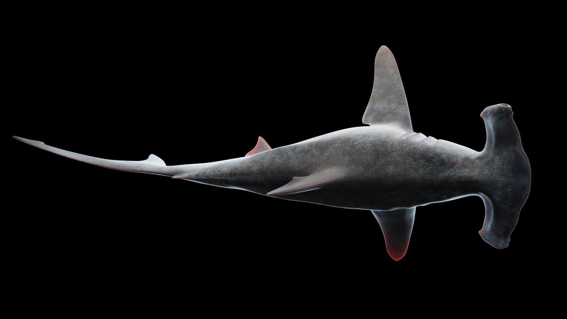 Hammerhead Shark Low-poly 3D model_4