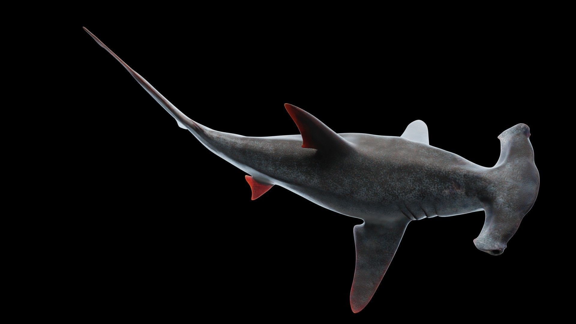 Hammerhead Shark Low-poly 3D model_3