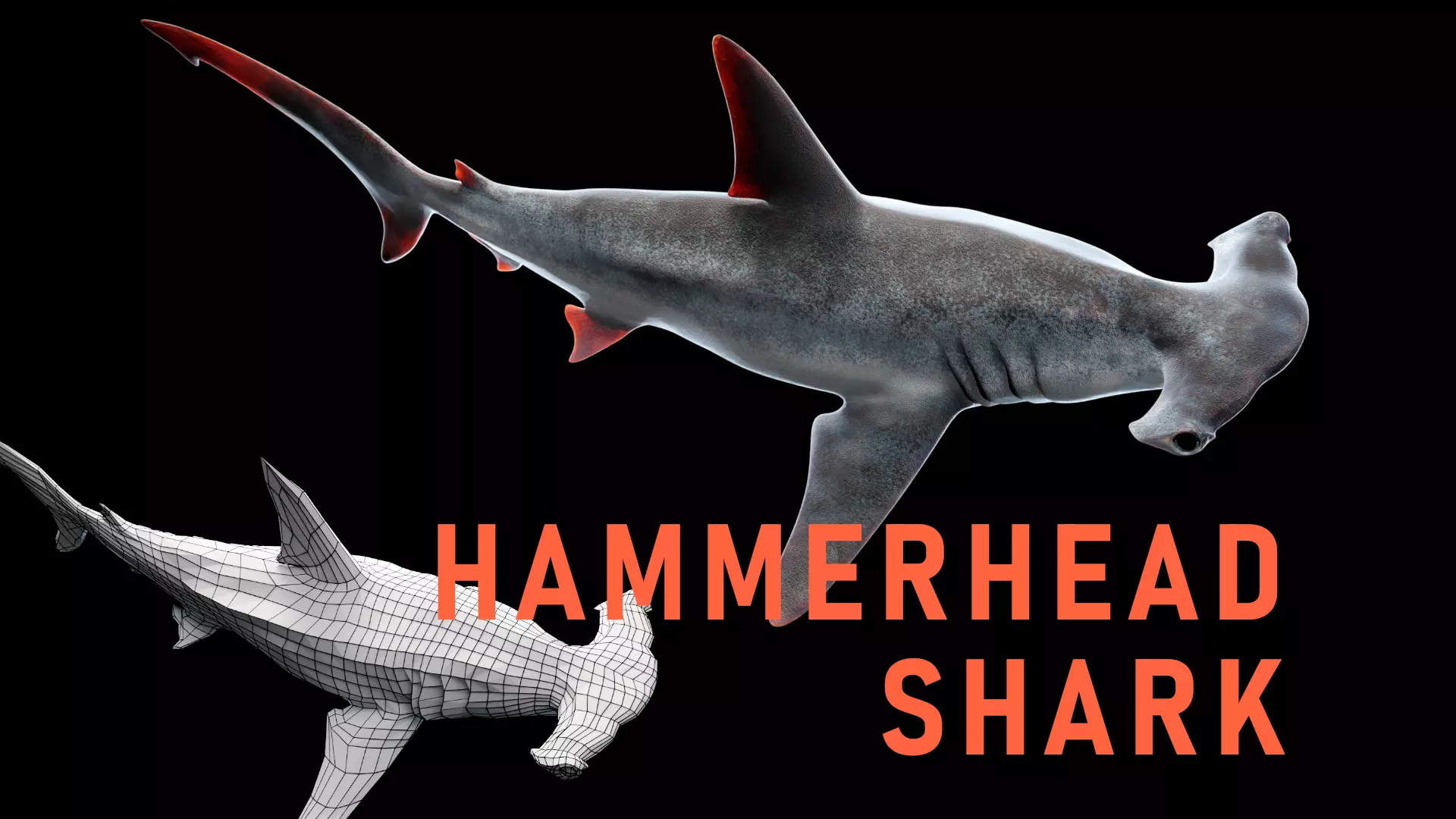 Hammerhead Shark Low-poly 3D model_0