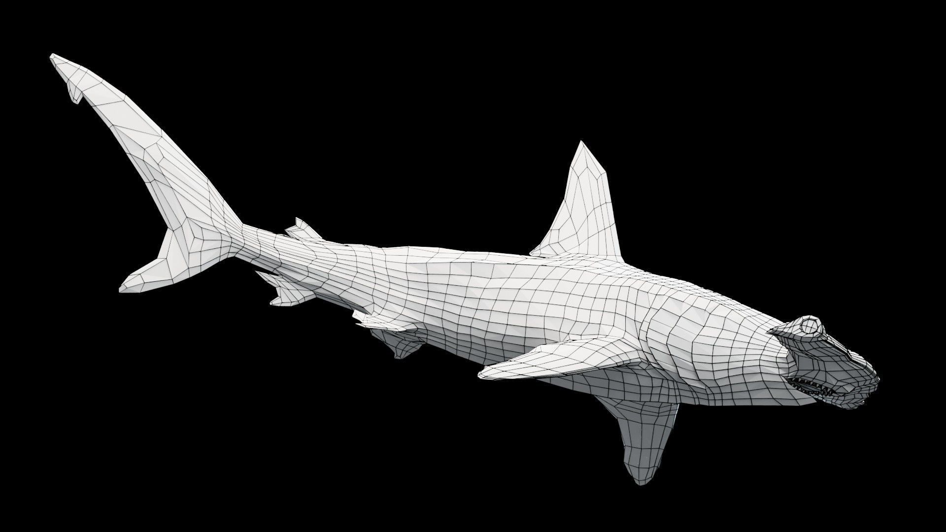 Hammerhead Shark Low-poly 3D model_17