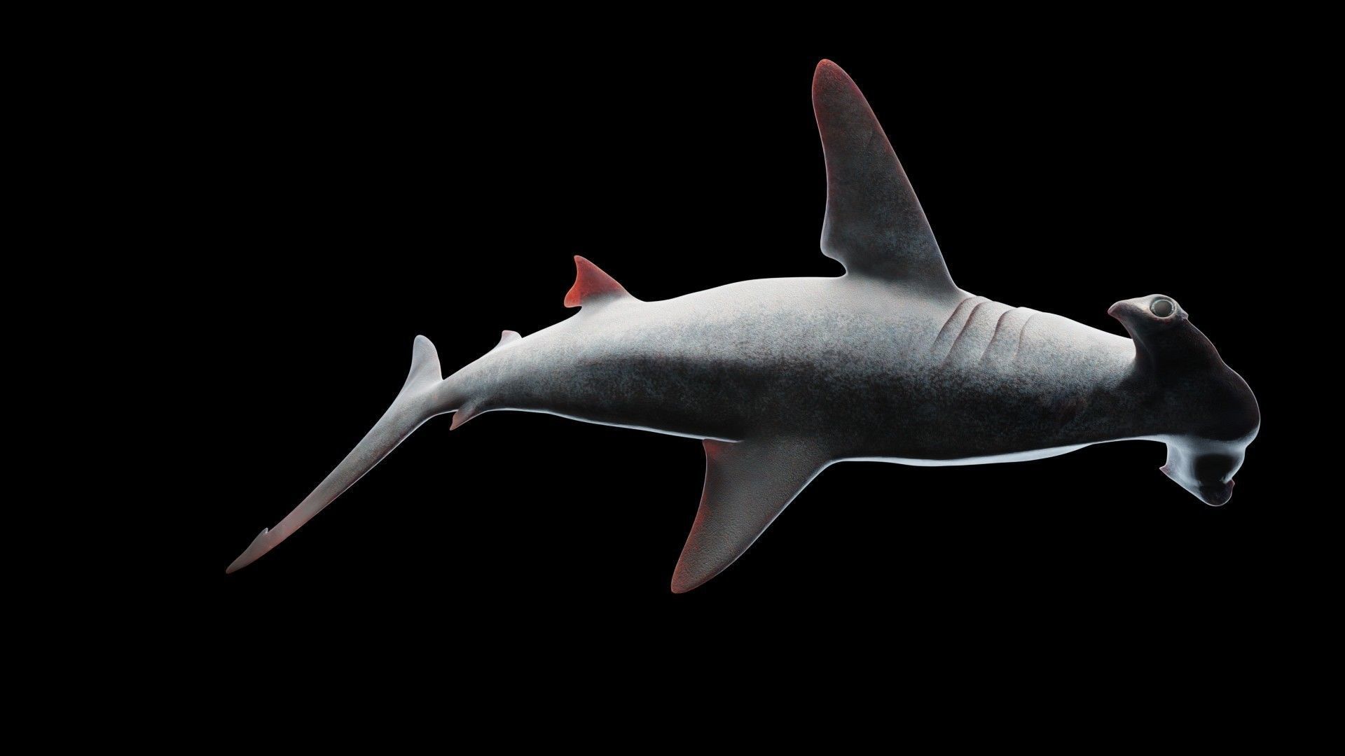 Hammerhead Shark Low-poly 3D model_5