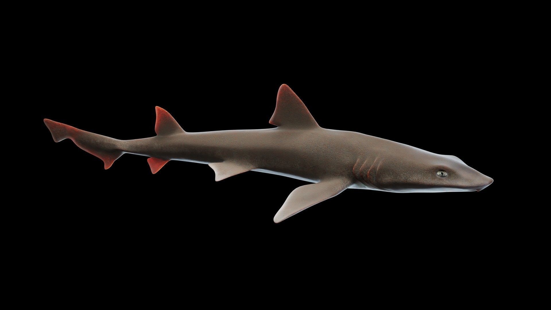 Smoothhound Shark Low-poly 3D model_2