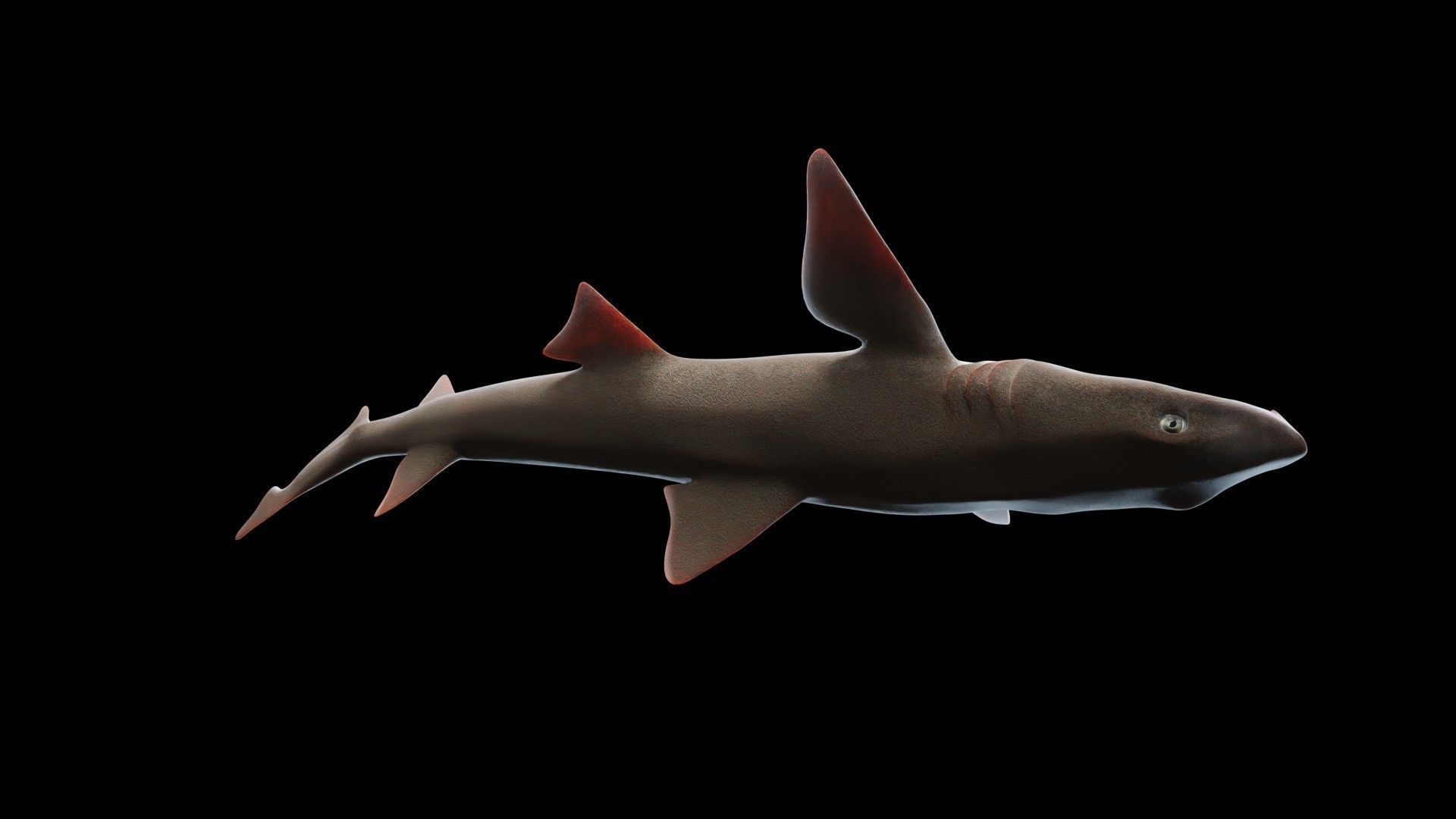 Smoothhound Shark Low-poly 3D model_5