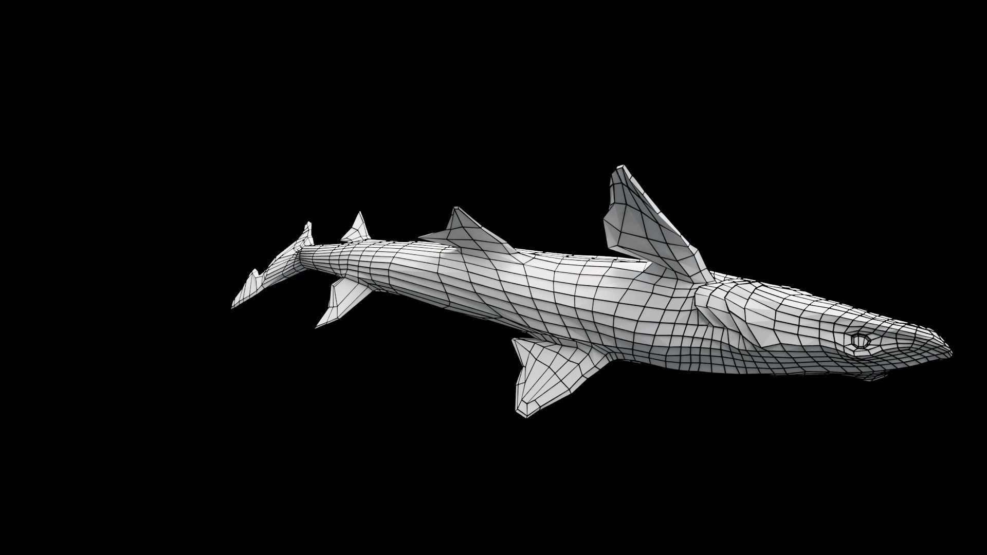 Smoothhound Shark Low-poly 3D model_13
