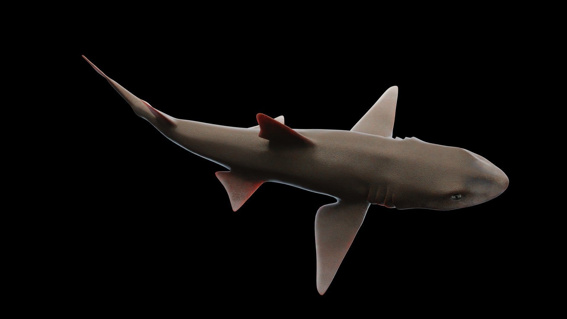 Smoothhound Shark Low-poly 3D model_3