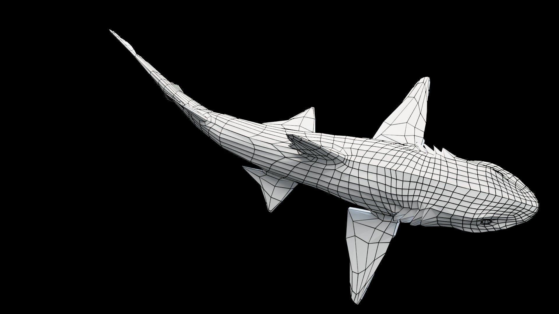 Smoothhound Shark Low-poly 3D model_11