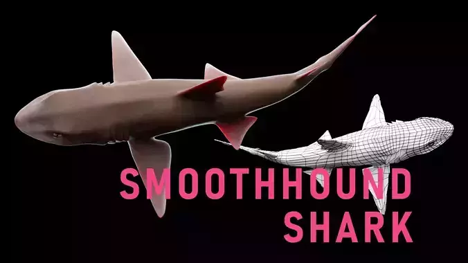 Smoothhound Shark Low-poly 3D model