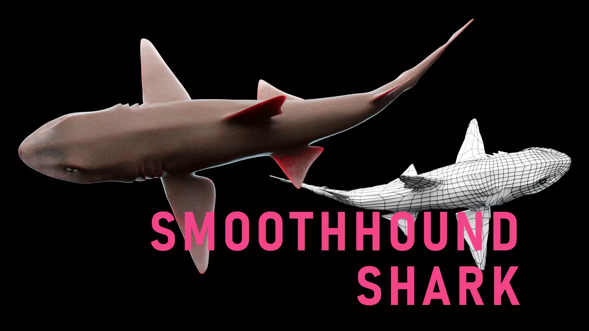 Smoothhound Shark Low-poly 3D model_0