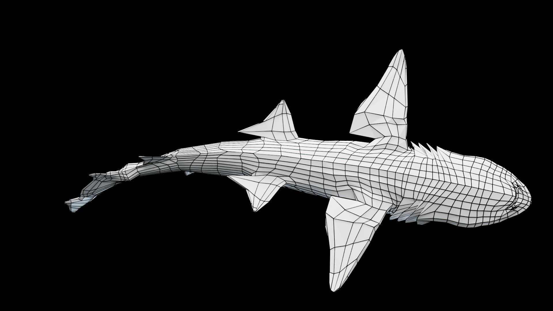 Smoothhound Shark Low-poly 3D model_15