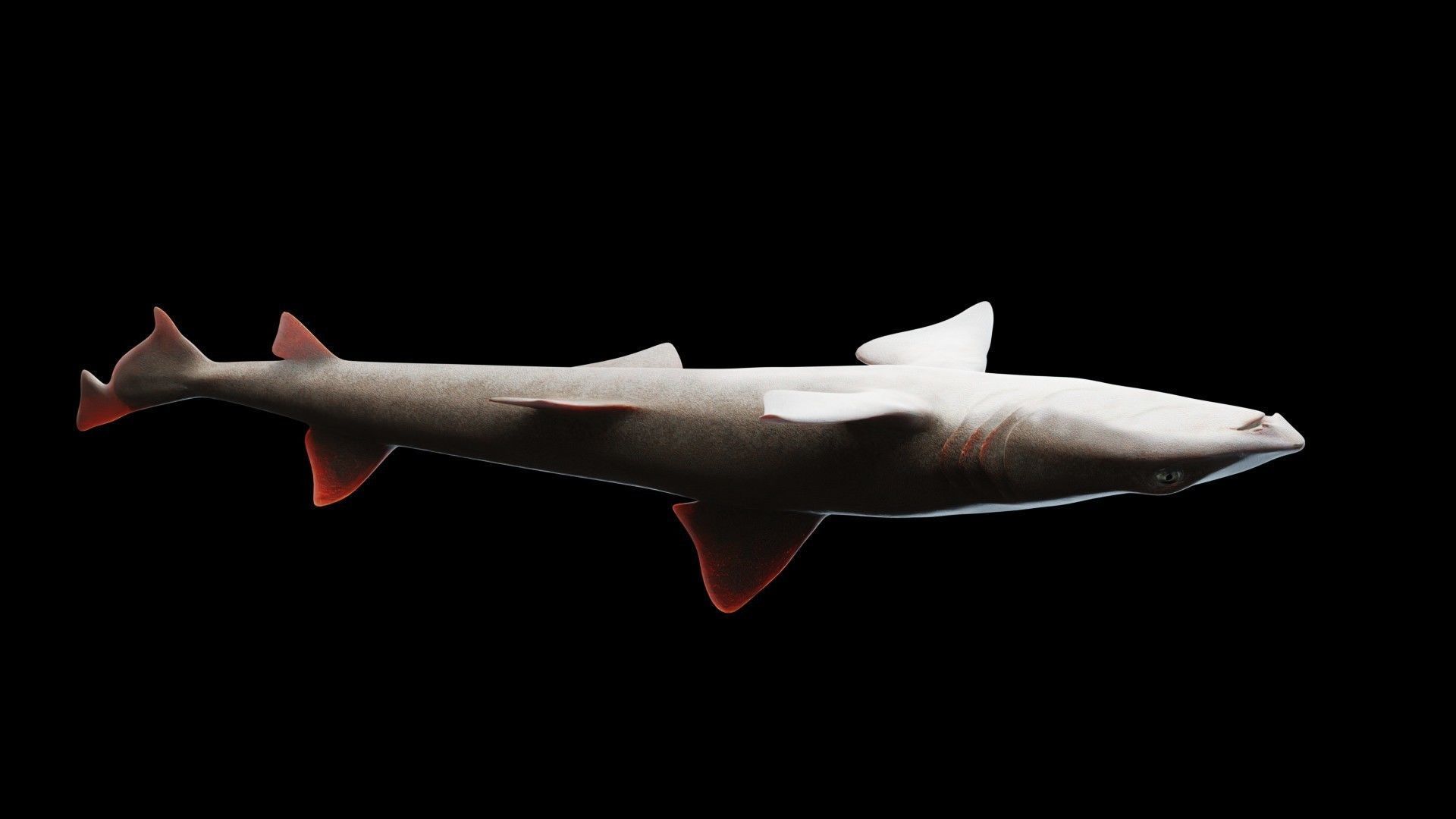 Smoothhound Shark Low-poly 3D model_6
