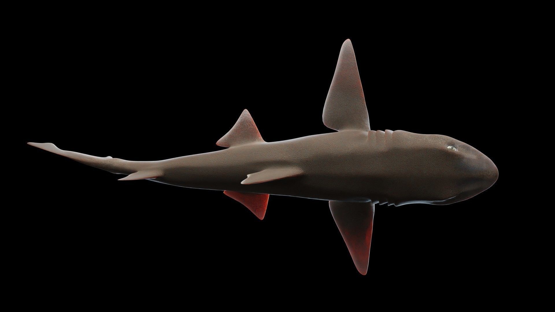 Smoothhound Shark Low-poly 3D model_4
