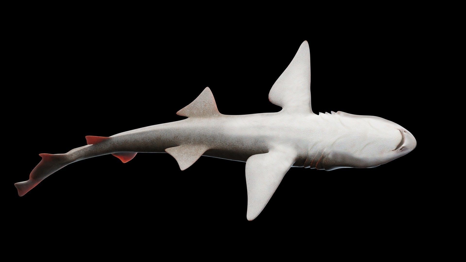 Smoothhound Shark Low-poly 3D model_7