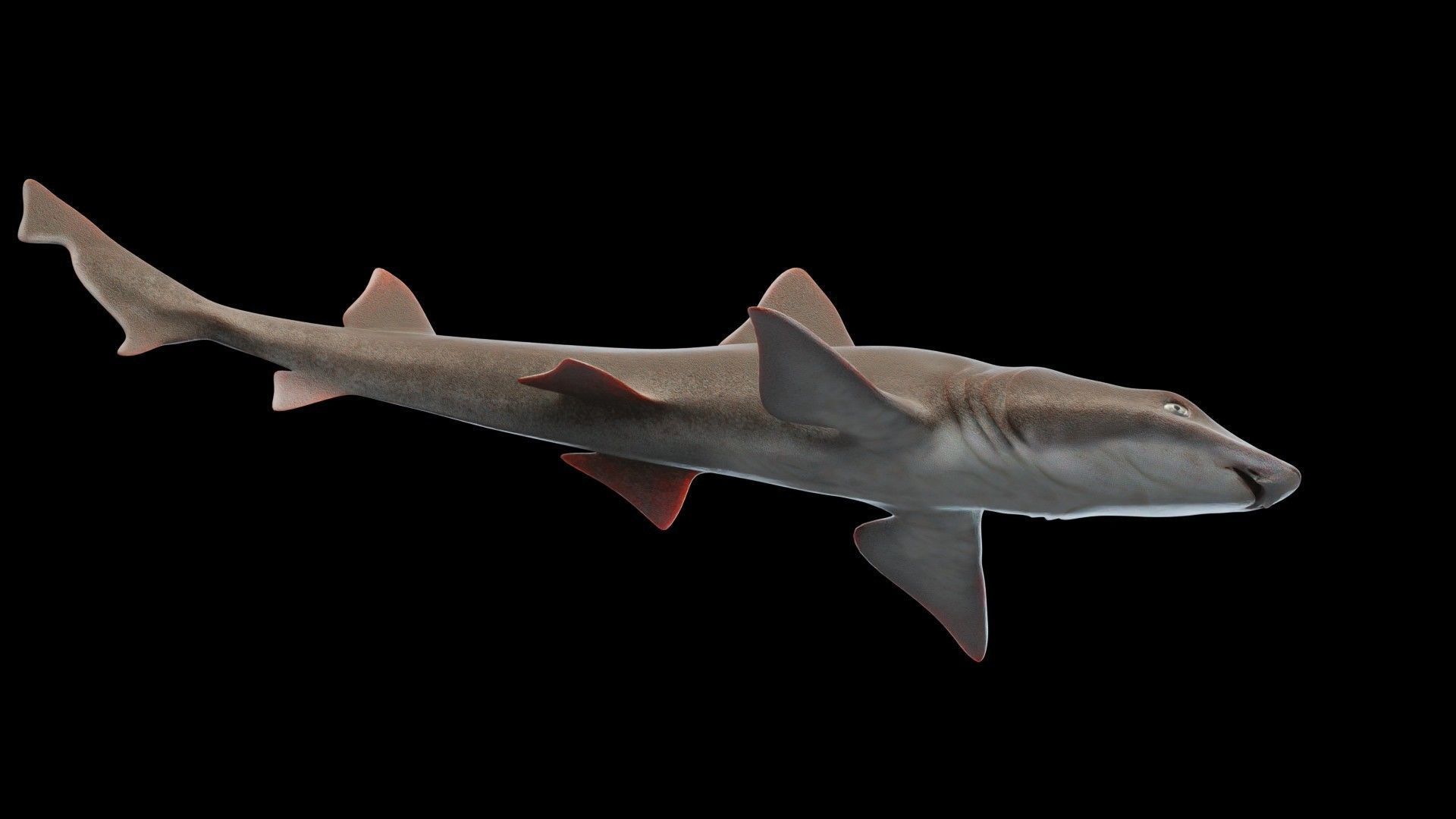 Smoothhound Shark Low-poly 3D model_9