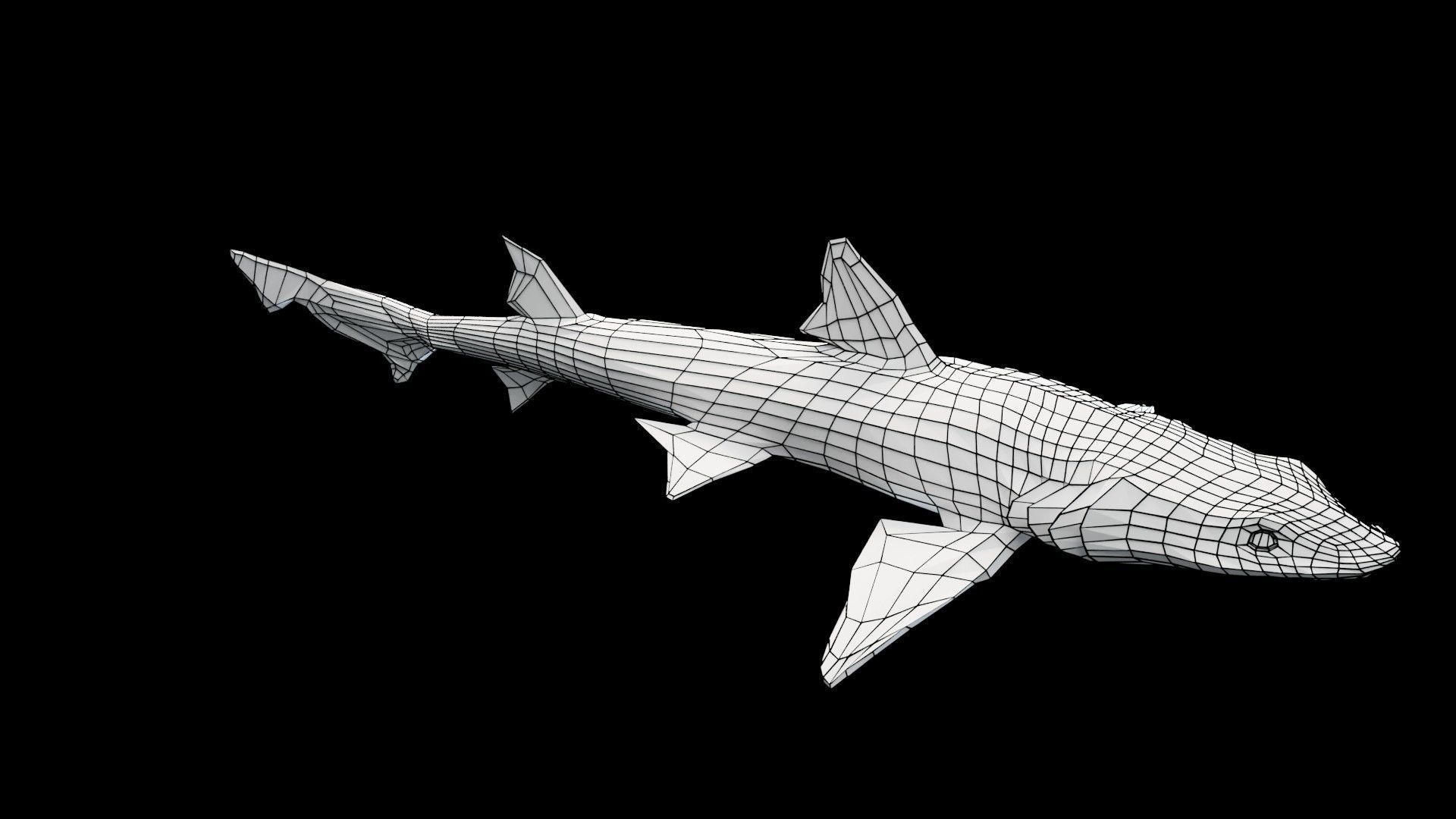 Smoothhound Shark Low-poly 3D model_10